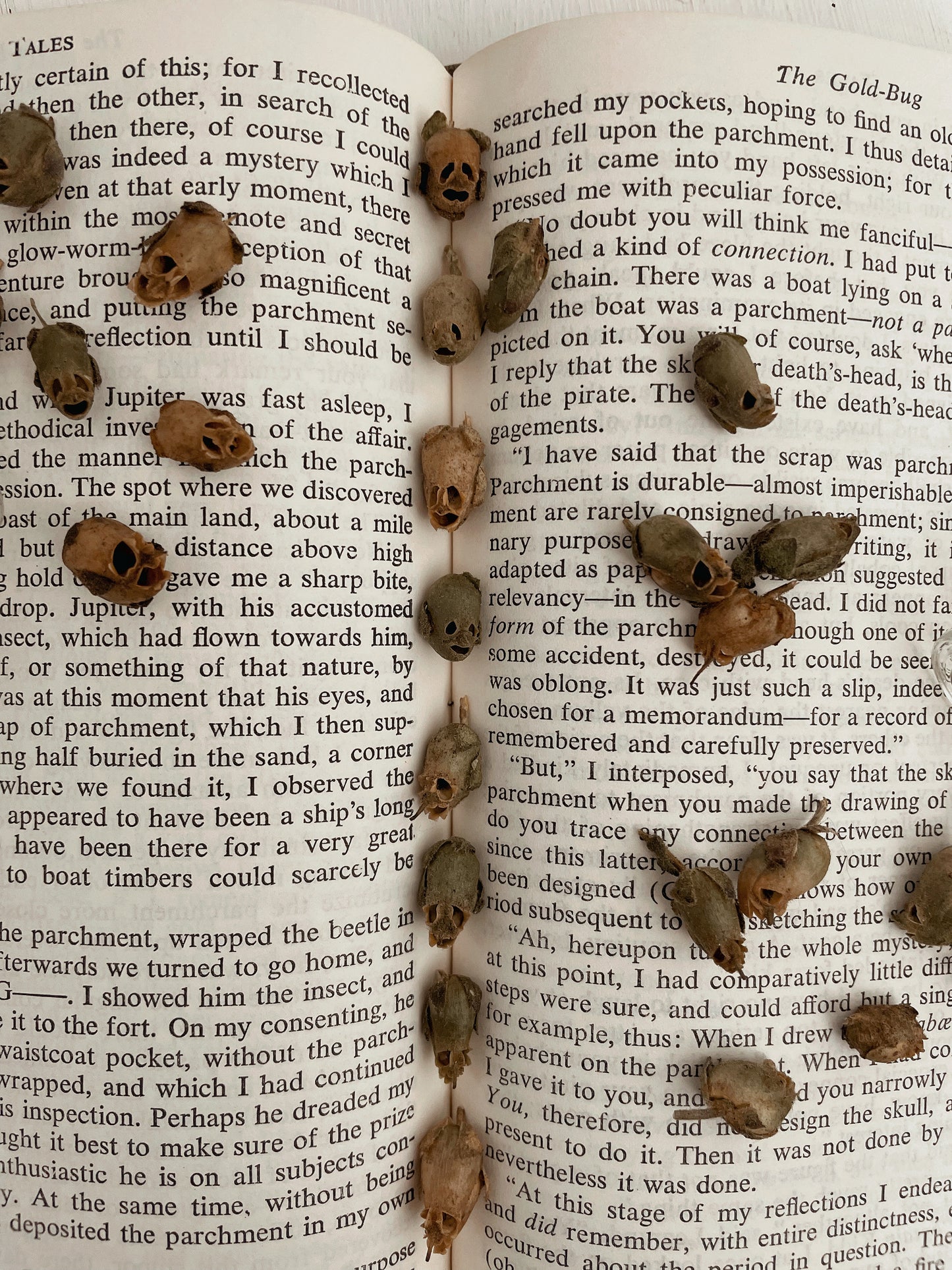 Dried Snapdragon Seed Pods