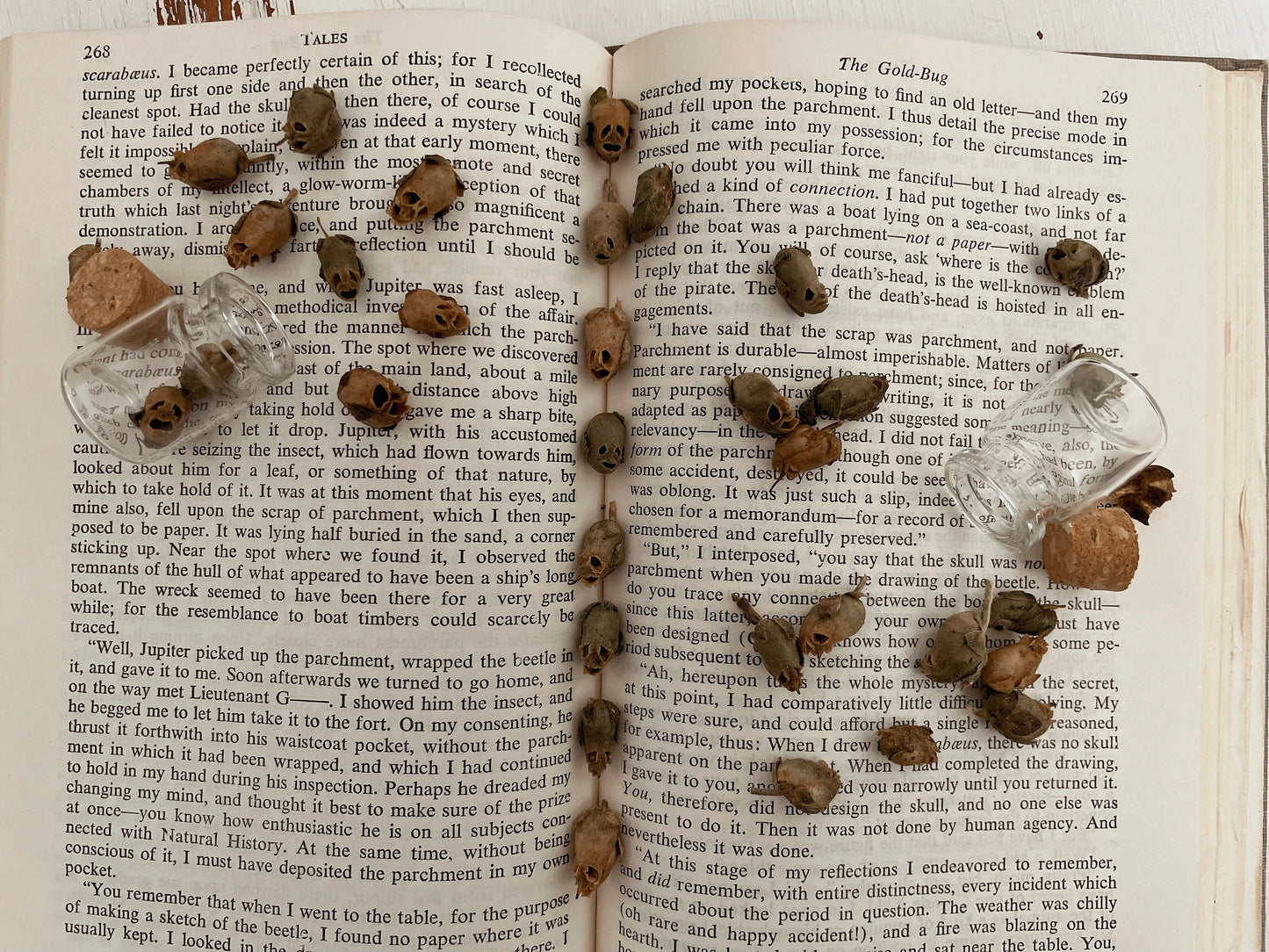 Dried Snapdragon Seed Pods