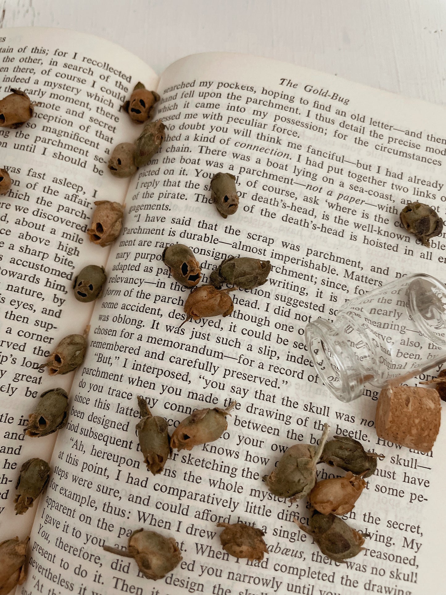 Dried Snapdragon Seed Pods