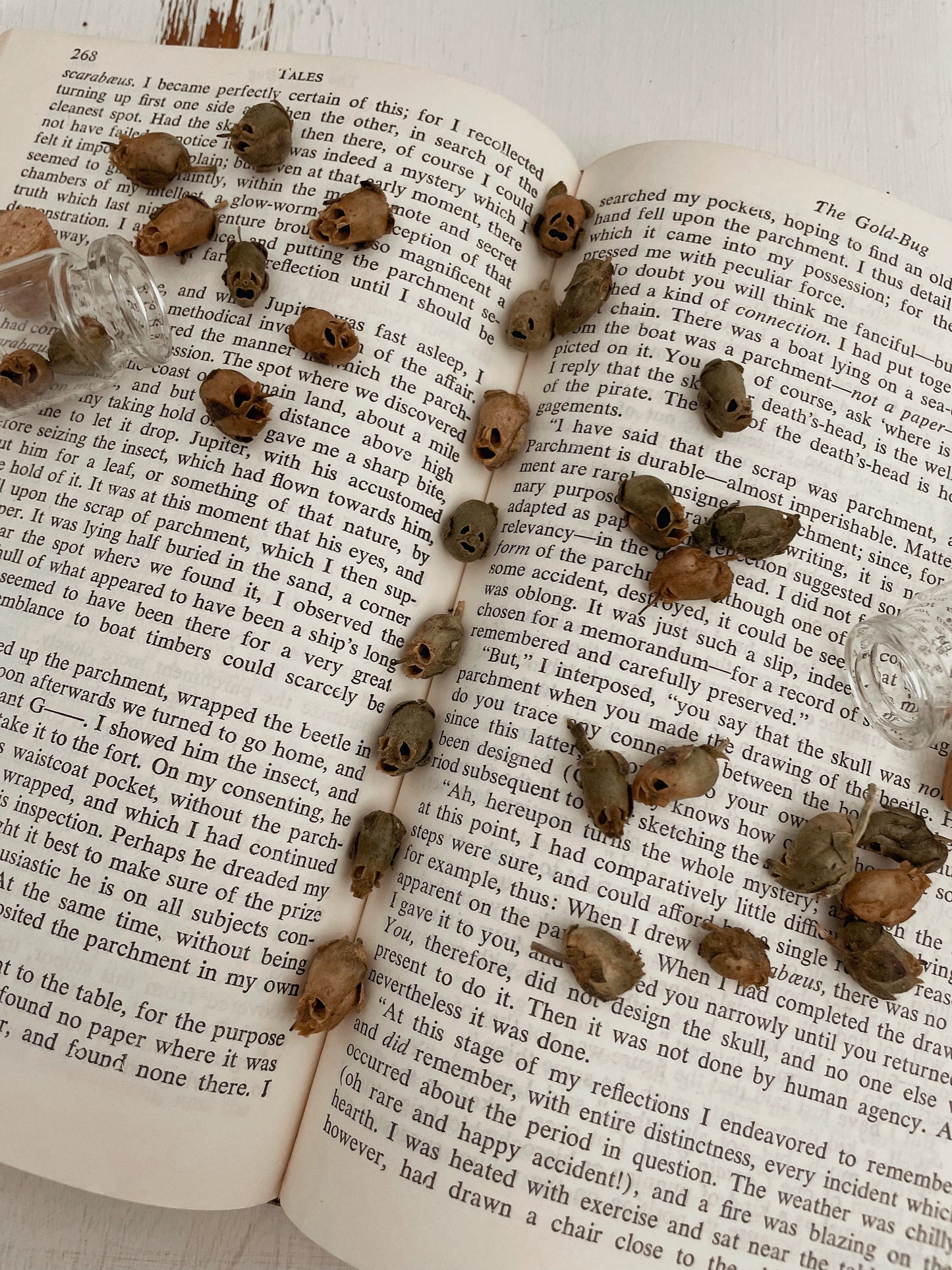 Dried Snapdragon Seed Pods